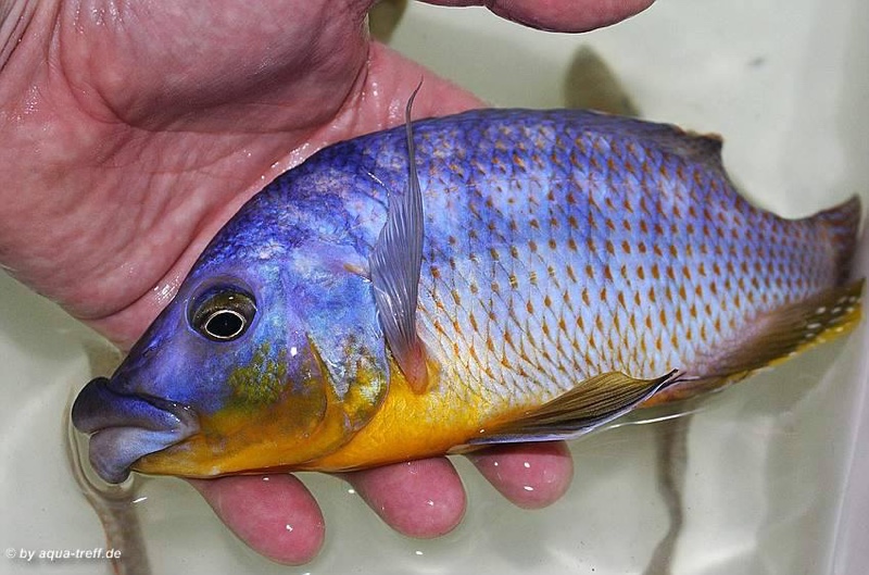 Protomelas sp. 'mbenji thick-lip' Mbenji Island